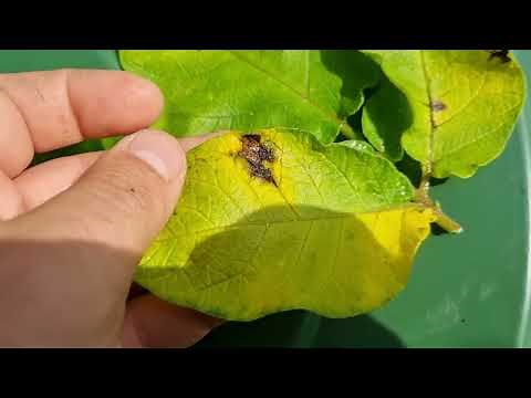Potatoes or tomatoes have yellow, black and brown spots