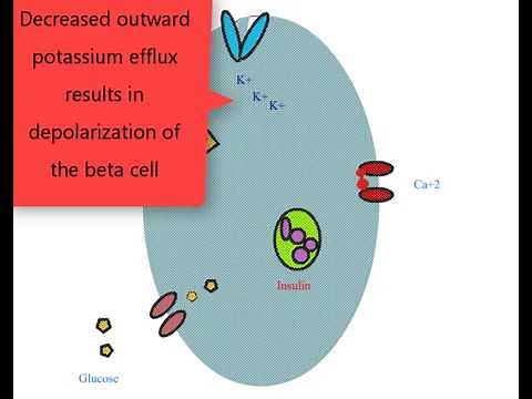 Mechanism of action of secretagogue, sulfonylureas, glinides. How insulin is secreted from pancreas