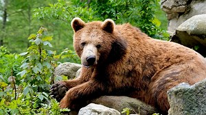 The Fed's recently decided not to delist the Grizzly Bear from the endangered species list, even though the numbers have more than doubled. Is the bear in trouble? Not according to the experts that study them. Next week we'll release a longer video about this crazy situation. Here's a tease. #truthabouttimber #grizzlybear #delistingGrizzly #rickdancer #montanabears #healthyforestshealrhycommunities. Healthy Forests, Healthy Communities | Rick Dancer