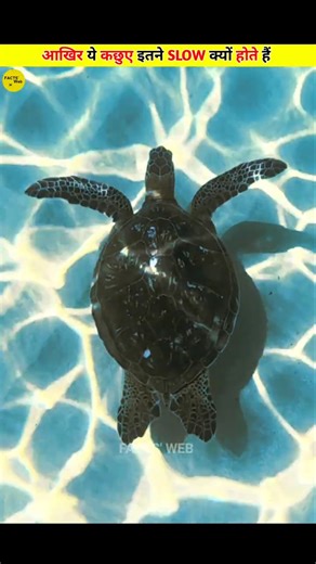 Why Are Turtles So Slow?