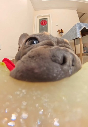 Puppy Mukbang: What's This French Bulldog Eating?