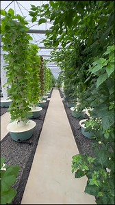 Vertical Farms around the world🌎🌍🌏 part 1. 1. 🇵🇭 king Tower Farm in the #Philippines 👉🏼 King Tower Farm 2. 🇨🇻 Afroponic Aeroponics in #Capeverde 👉🏼 Afroponic 3. 🇫🇷 Cueillette Urbaine in #france 👉🏼Cueillette Urbaine by Nexity 4. 🇰🇼 Beyond Organic in #Kuwait 👉🏼Beyond OrganicKw 5. 🇺🇸 Urban Smart Farms in the #USA 👉🏼 Urban Smart Farms | Agrotonomy Tower Farms