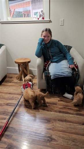 F1b mini Goldendoodles grab the mop! #cuteanimal #cutepuppies