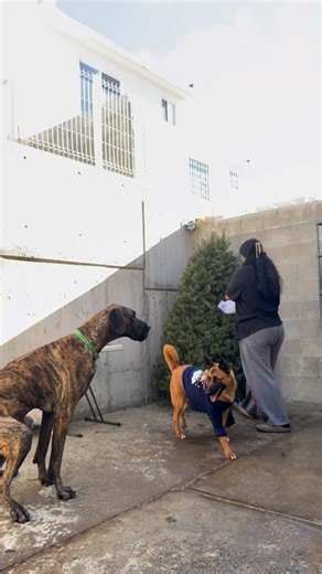 H U M A N A I T Z E L 🐾 💕 on Instagram: "Reubicación del pino 🌲 😩 #tito #parati #fyp #remi #viral #pino #vamos"