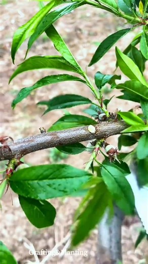 4.8K views · 36 reactions | Peach Tree Grafting Techniques-bud grafting #gardening #garden #graftingtechniques #graft | Grafting Planting | Facebook