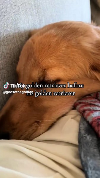 Golden Retrievers: The Joys of Double Trouble