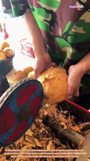 The Art of Coconut Husk Removal
