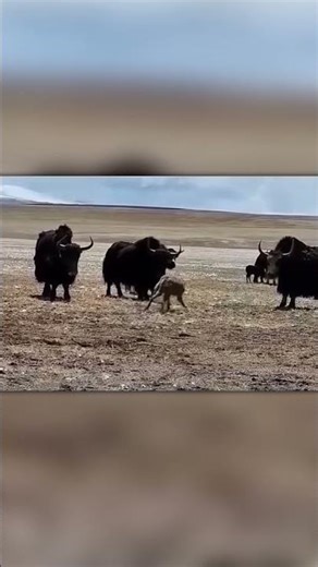 Wolf Attacks Yak Herd — They Surround and Beat Him!