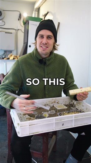 BSFL Nursery Setup & Egg Collection | Black Soldier Fly Farming