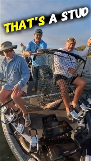 That's A Stud! #fishing #crappie #shellcracker #crappiefishing #fish #freshwaterfishing #bluegill