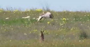 Rabbit vs. Bird of Prey: Dramatic fight for survival! (Video)