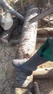 test de la echo cs-5500