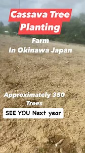 1.2K views · 35 reactions | Happy Cassava/Tapioca/Kamoteng Kahoy Planting! #foryou #foryoupage #foryoureels #cassava #Cassavaplanting #kamotengkahoy #tapioca #okinawabukid #farmerinjapan #tapiocaplanting #punongkamotengkahoy #puno #bukid #japan #buhayjapan #BuhayOFW #buhayabroad #japan #japanfarmer #japanfarm #okinawajapan #okinawabukid #pinayinjapan #japanpinay | Janice Cura Kinjo | Facebook