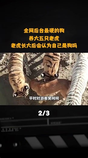 全網後臺最硬的狗，養大五隻老虎，老虎長大後會認爲自己是狗嗎#狗 #老虎 #科普 #長知識 #動物