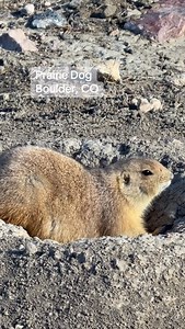 65 reactions | They say that when a prairie dog jumps and makes a noise, it is warning the colony of danger. I was filming it from a distance (with zoom) and wasn’t a threat to them — I love prairie dogs — but do you think it was warning the others about me? #prairiedog #prairiedogs #animals #boulder #colorado | Colorado Business Finder | Facebook
