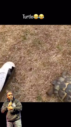 I’ve never seen a racist turtle but in 2024 here we are 🤦🏾‍♂️😂 #voiceover #comedyreels #voiceovers #funnyreels #goodmorning | Comedian Bert Cornielius