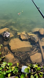 1.5M views · 7.4K reactions | อยากมีโมเม้นแกว่งเหยื่อเล่น ละปลามากัดหน้าฝั่ง 5555  #ตกปลา #ตกปลาแม่น้ำมูล #เปิดค่าการมองเห็น | Note Greenarea | Facebook