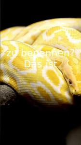 Python Datentypen: Zahlen, Text und der feine Unterschied