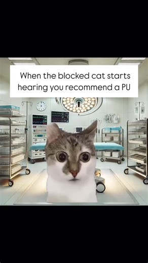🐱 Perineal Urethrostomy (PU) in Cats: A Lifesaving Solution for Blocked Bladders! 🐱 For male cats dealing with chronic urinary issues like Feline Lower Urinary Tract Disease (FLUTD) or Feline Idiopathic Cystitis (FIC) resulting in recurrent urethral obstructions, a PU surgery can be life-changing. FLUTD symptoms—like straining and frequent litter box trips—can lead to painful blockages in male cats due to their narrow urethras. During a PU surgery, the vet creates a new, wider opening in the u