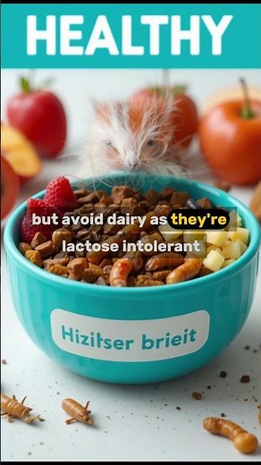 Hedgehog Care Guide How to Keep Them Happy & Healthy!