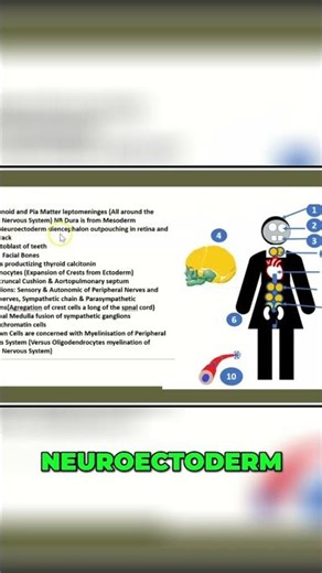 Neuroectoderm Development: Retina & Uvea Explained #shorts