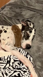 They’re growing up together 🥹 #floofoftheday #greatdanes #barked #ilovemydogs #woof #funnydogvideos #puppyoftheday #ilovedogs #greatdanelife #funnydogs #bestwoof #woofwoof #greatdane #dogoftheday #dogsports #fluffoftheday #derp #floofstagram #weeklyfluff #pubityreels #bigdoglovers #dogsoninstagram #happydoggo #expectationvsreality #dogsofinstagram #todaypets #cutepuppy #puppiesofinstagram #greatdanes | Dear Danes