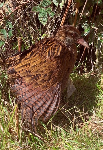 Exploring the Weka Bird of New Zealand