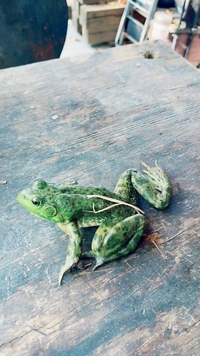 124K views · 1.9K reactions | Cooking frogs #cooking #fishing #outdoors #easyrecipes #cheapprice #seafoodlover | Wade Fishez | Facebook