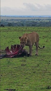 🦁 Feast Almost Finished!! #Wildlife #Safari