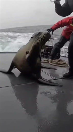 Sea Lion & Pup Cornered by Sharks on Boat Deck 😱