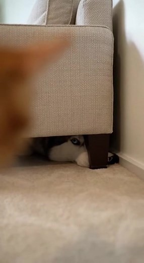 Husky Panics When the Cat Drops a Mouse Beside Him 🐕😳🐭 | Texas Connection Journal