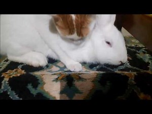 INCREDIBLE!!! A cat eating a rabbit.