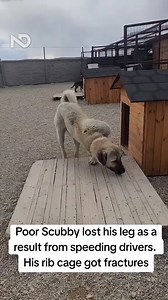 55K views · 1.9K reactions | Scrubby, a brave dog, lost his leg but never his spirit. Found injured, abandoned, he fought through surgeries and pain. Now, he’s a symbol of resilience and love. Adopt heroes like Scubby—they teach us strength and unconditional love. | Naughty Dogs | Facebook