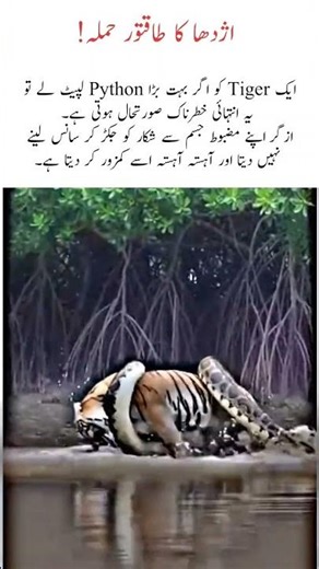 Giant Python Wraps Around Tiger. #nature #naturefacts #wildlife #shorts