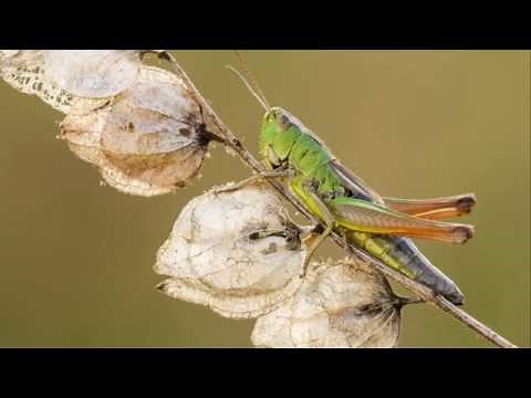 Advanced Photography: Macro | Composition and Sharpness