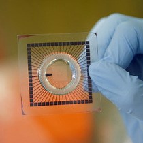 Video: Closed-loop Neuro-robotic Experiments to Test Computational Properties of Neuronal Networks