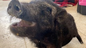 244K views · 10K reactions | ♥️ Nicholas ♥️ It’s the third day here...