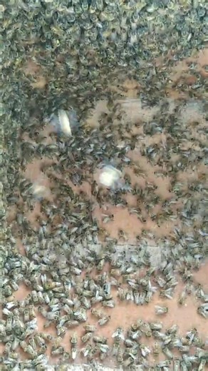 ✨Bee lovers 🐝💛 . . . . . 🐝 𗐽𗐊🐝🐝 🐝🐝🐝 🐝🐝🐝🐝 🐝🐝🐝🐝🐝 🐝🐝🐝🐝🐝🐝 🐝🐝🐝🐝🐝🐝🐝 🐝🐝🐝🐝🐝🐝🐝🐝 🐝🐝🐝🐝🐝🐝🐝🐝🐝 #canadianapiary #canadianbeekeeper #beekeeping #bees #honey #beekeeper #savethebees #honeybee #apiary #nature #apiculture #beesofinstagram #beehive #honeybees #hive #beelife #beekeepers #candles #pollen #beewax #farmanimals #newhobby #beehive #farmer #urbanbeekeeping #urbanbeekeeper | Canadian Apiary