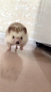 Hedge”D”og | 🍡：(𝚂𝚘𝚞𝚗𝚍 𝚘𝚗)🔉🔊 𝑫𝒂𝒏𝒈𝒐’𝒔 𝒎𝒐𝒓𝒏𝒊𝒏𝒈 𝒓𝒐𝒖𝒕𝒊𝒏𝒆 🫶🏻♥️ 🎶✨系一條咁治療嘅片入面 糰個樣依然係好衰格✨🎵 __________________________________ #hedgehog#hedgehogs #刺蝟 #刺猬 #針鼠... | Instagram