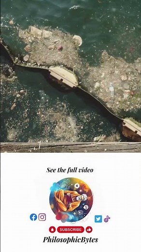 Environmental Ethics: Our Moral Obligation to Nature