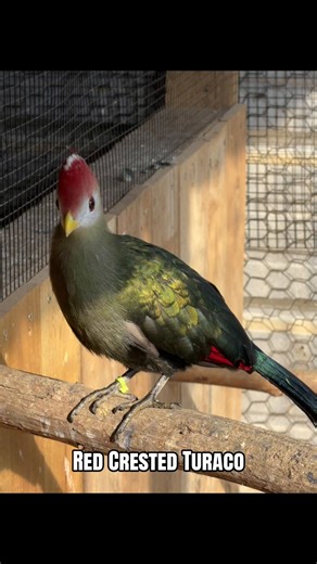 #aviculture #beautifulbirds #redcrestedturaco | birds