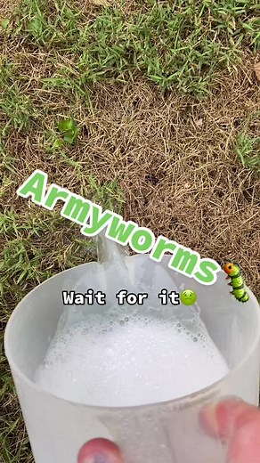 Dealing with Grass-Killing Worms: A Guide to Eliminating Armyworms