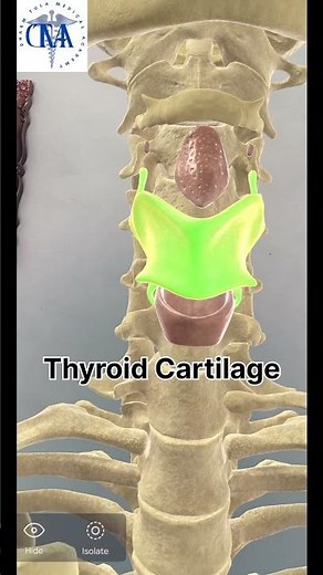 Hyoid Bone | Epiglottis | Thyroid Cartilage | cricoid Cartilage | #anatomy #newsong #music