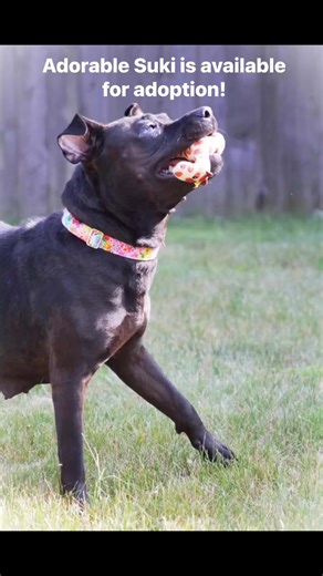 1K views · 19 reactions | Put in your application to meet this adventurous girl #pettalesrescue | Pet Tales Rescue | Facebook