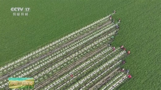 [中国三农报道]“十五五”规划纲要解读 “三农”高质量发展具体在于提高“效率 效益 效能”