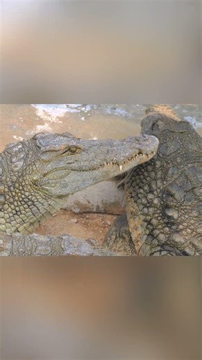 This Crocodile’s Death Bite in 4K Is PURE SAVAGE POWER 🐊 | Nature at Its Most Brutal