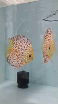 Discus have settled and are ready for feed. This is why Proper acclimation is crucial to them