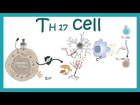 Th 17 cells | Development ,differentiation and function