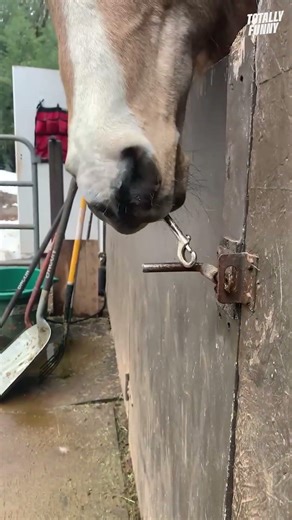 Crafty horse breaks out of the barn 🤣 #shorts #horses