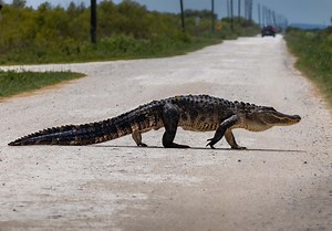 Mighty Alligator Breaks Through Thick Metal Fence in Striking Display of Strength and Determination